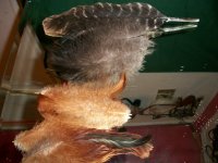 chicken feathers 001.jpg
