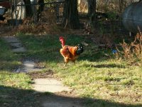 chicken feathers 002.jpg
