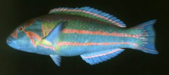 surge wrasse.jpg