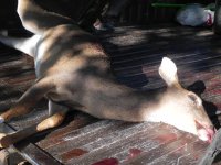 1st deer with crossbow 004.JPG