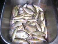 DSC00038.JPG