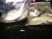 DSC00039.JPG