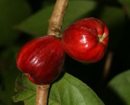 mountain apple.jpg