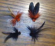 schlbugs009.jpg schlbugs009.jpg