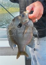 LedHed4-12-11BG-1.jpg