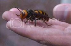 Hornet.jpg