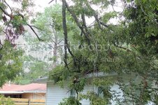 tree.jpg tree.jpg
