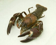 Crayfish_4077a-w768c.jpg
