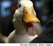 aflac-duck-1-293nm.jpg