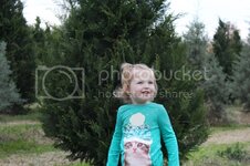 christmastreefarm_zps725c1acf.jpg