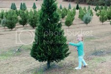 christmastreefarm1_zpsc45442c5.jpg