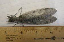 dobsonfly%20female.preview.jpg