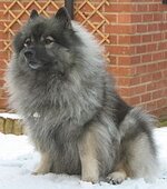 220px-Keeshond_image_001.jpg