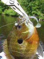 clear pastic swimbait.jpg