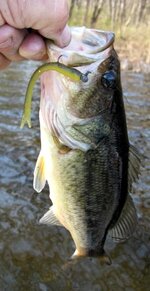 6 inch Softie Worm on light jig_bass.jpg (44.49KiB)