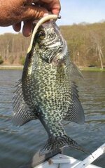 Kut Tail crappie.jpg (26.71KiB)