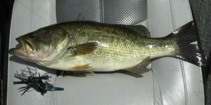 3 lb OL bass west side of Casina Pt.jpg