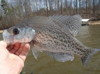 Lake Hartwell 3-15-12 010.jpg