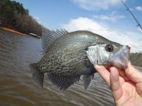 Lake Hartwell 3-15-12 024.jpg