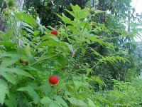 thimbleberries.JPG