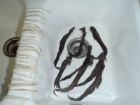 7-18-12 dyeing squirrel & rabbit 002.JPG