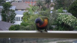 dylorikeet.JPG