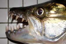 tigerfish.jpg