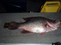 3 pound crappie 004.JPG