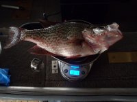 3 pound crappie 011.JPG