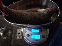 3 pound crappie 013.JPG