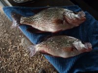 3 pound crappie 014.JPG