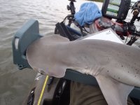 Beaufort SC 8-8-14 ---3 days of shark fishing 032.JPG