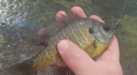 20150320Bluegill1.JPG