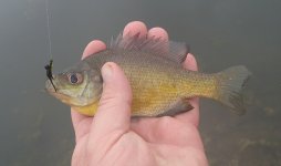 20150320Bluegill2.JPG