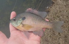 20150320Bluegill3.JPG