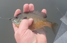 20150320Bluegill4.JPG