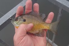 20150320Bluegill5.JPG