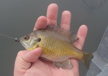 20150320Bluegill6.JPG