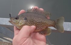20150320HybridSunnie1.JPG