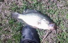 20150328Crappie2.jpg