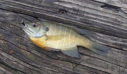 20150406Bluegill1.JPG