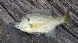 20150406Bluegill2.JPG