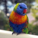 lorikeet sidehead.JPG