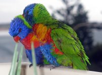 lovey lorikeets 3.JPG