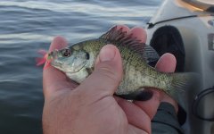 20160705Bluegill1.JPG