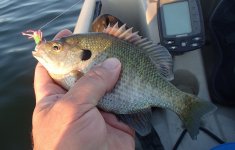 20160705Bluegill2.JPG