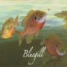 BLUEGILL