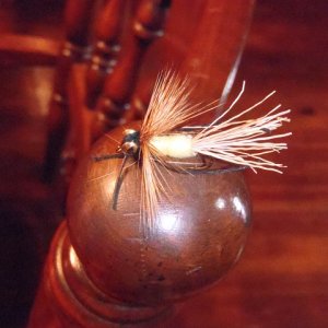 Antilope fly 007.JPG