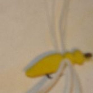 Yellow Spider.jpg