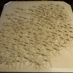 Foam Spiders 002.JPG